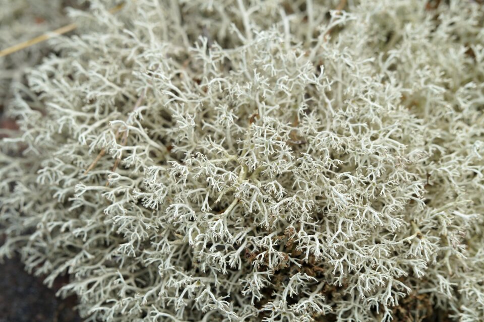 Texture background vegetation