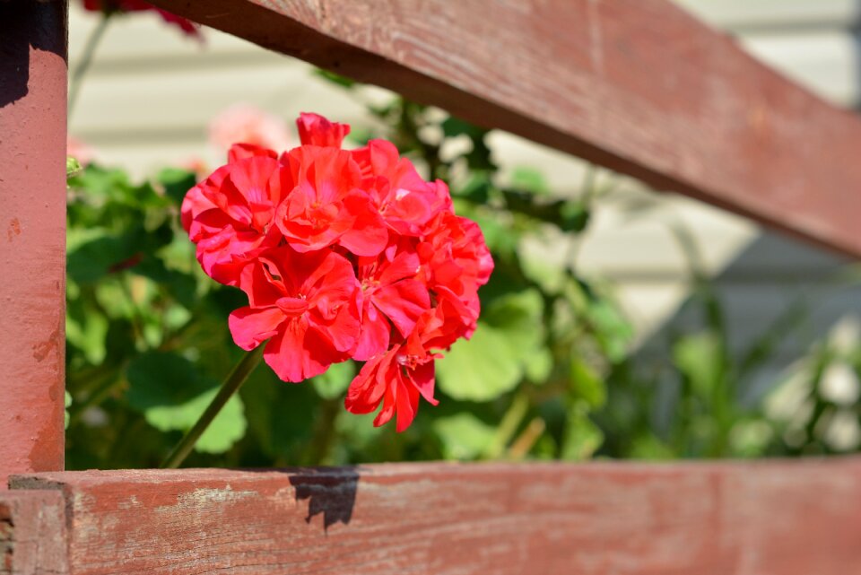 Balcony terrace houseplant
