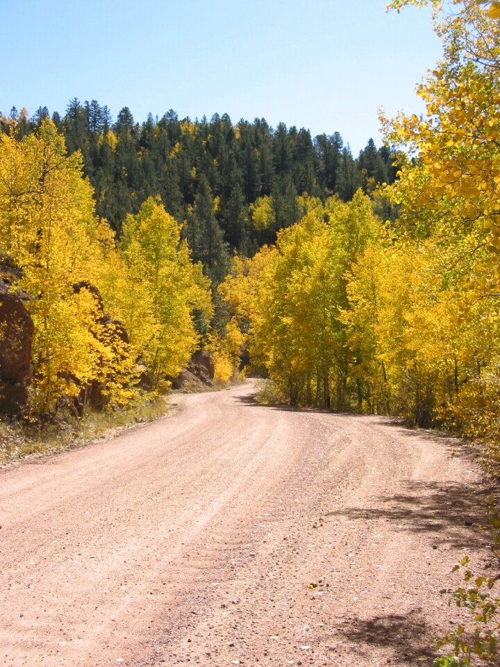 Tree autumn mountain