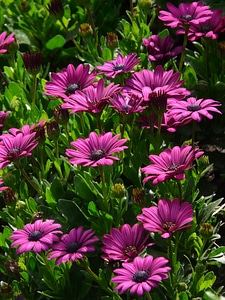 Summer purple cut flowers photo