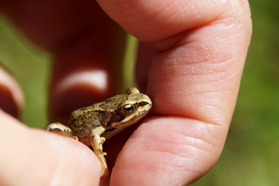 Amphibians animal disguised