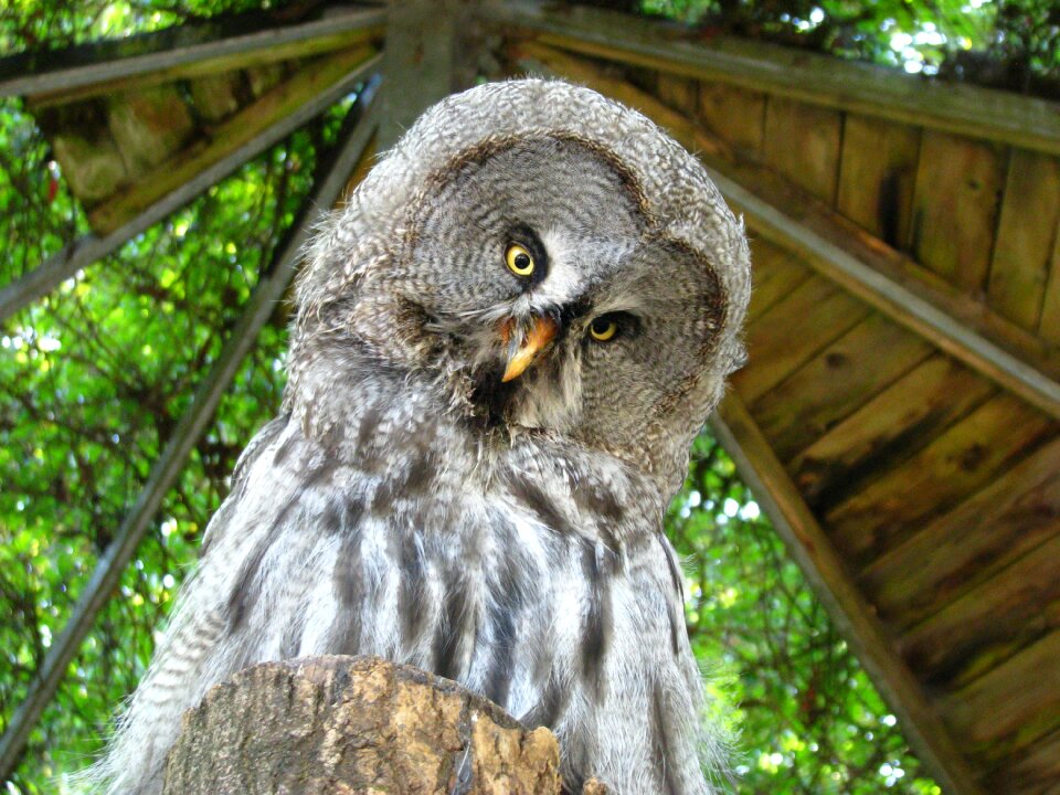 Weird bird animal world funny