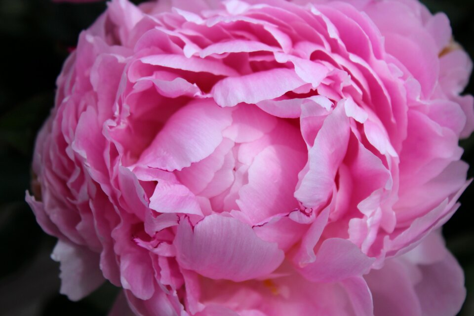 Floral spring blossom