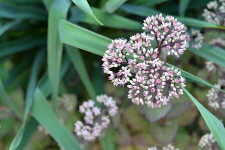 Flower garden flowers garden photo