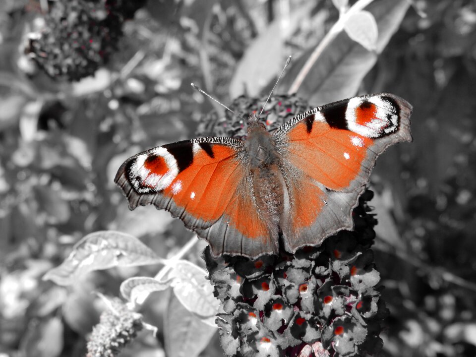 Animal insect flower