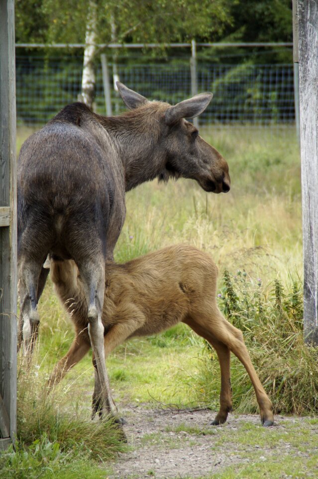 Young animal suckle mammal