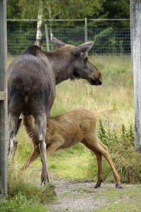 Young animal suckle mammal