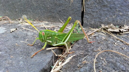 Quentin chong taiwan's big locust green