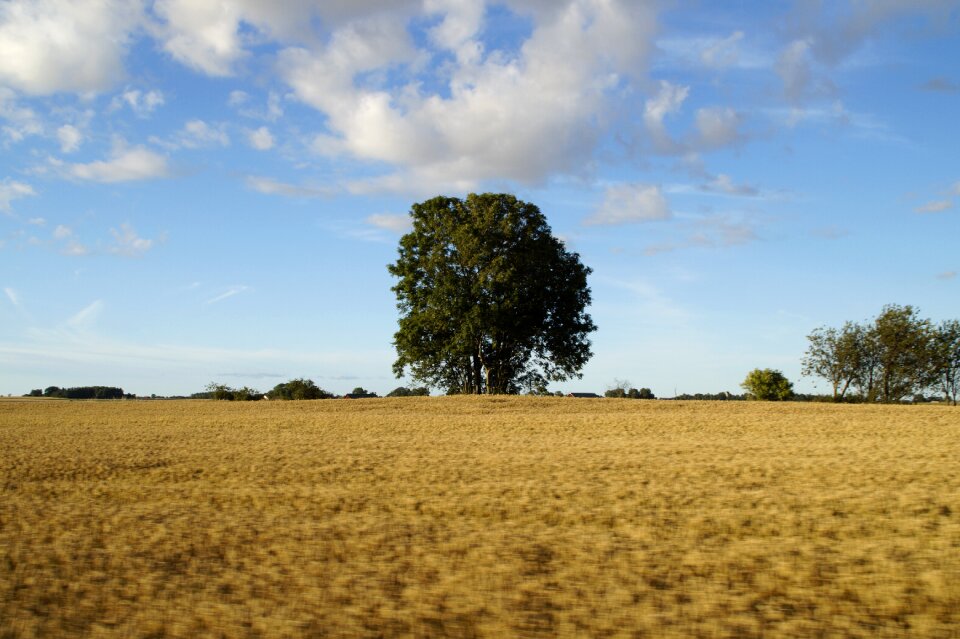 Agriculture field cereals