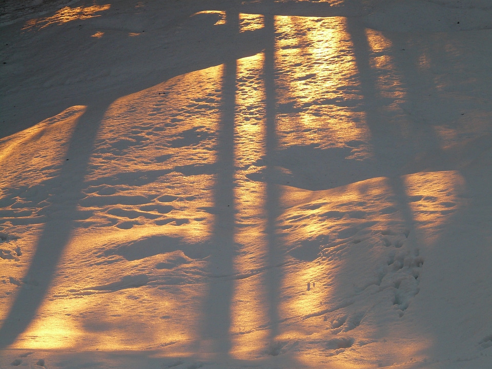 Wintry backlighting golden