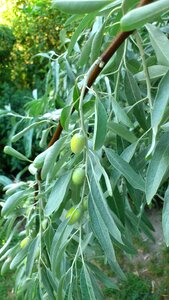 Olives wood foliage