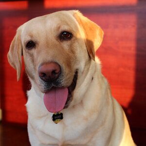 Happy dog labrador retriever
