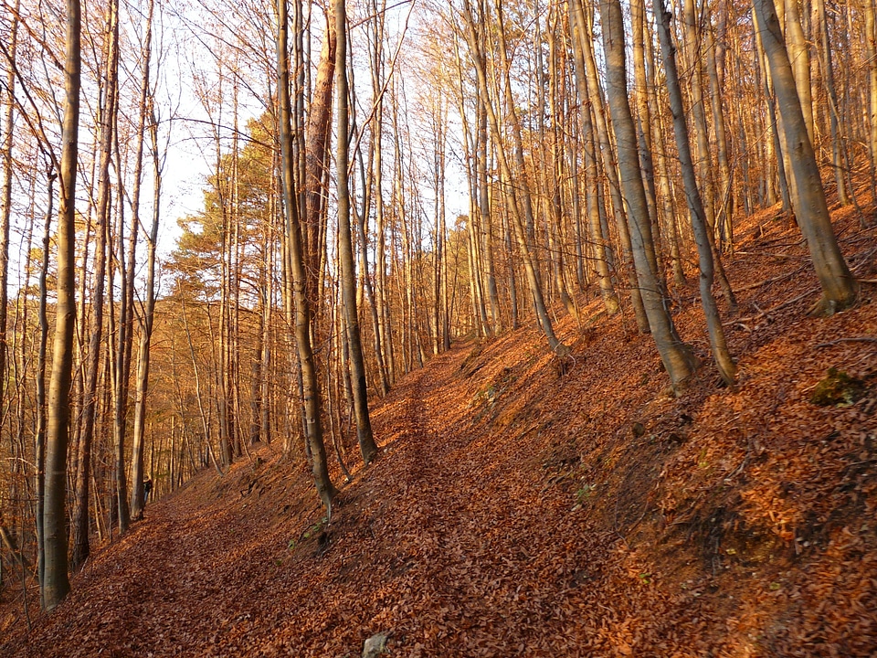 Autumn autumn forest tribe
