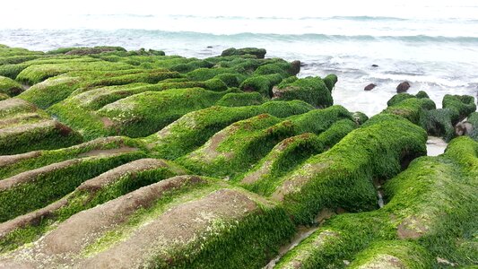 Taiwan laomei green shicao the year april