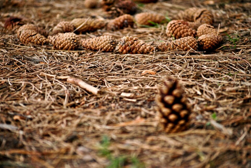 Plants pine cone tree photo