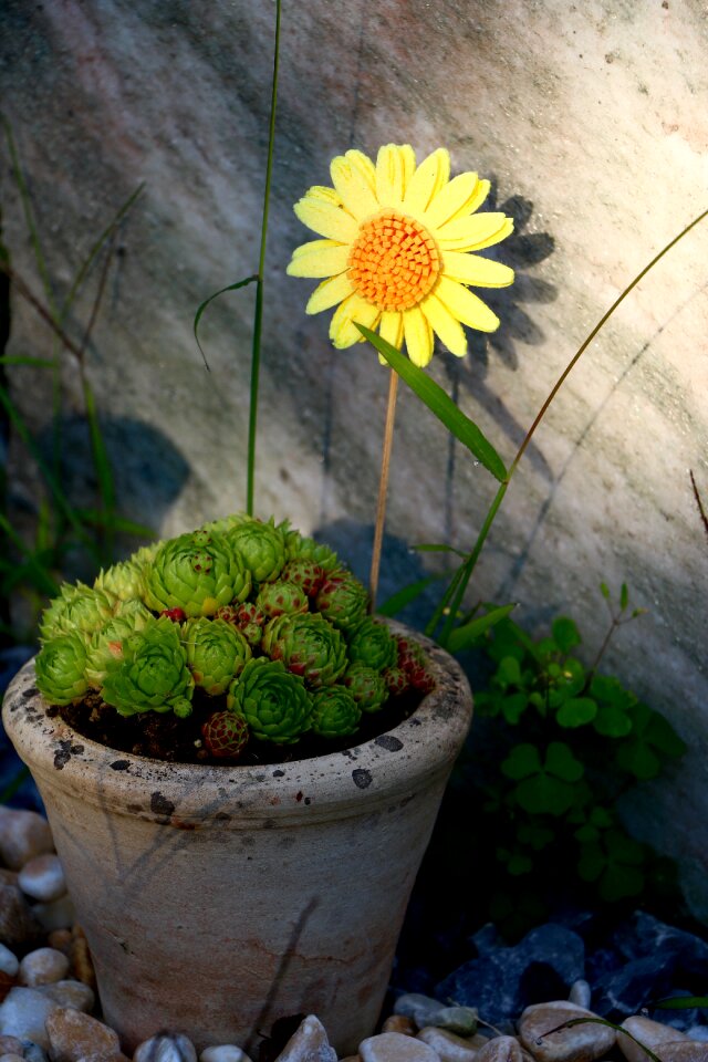 Arrangement flower stones