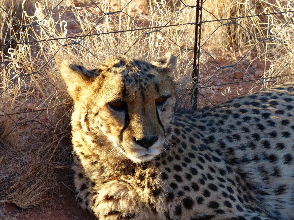 Tame nambia hammerstein lodge