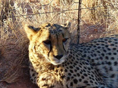 Tame nambia hammerstein lodge