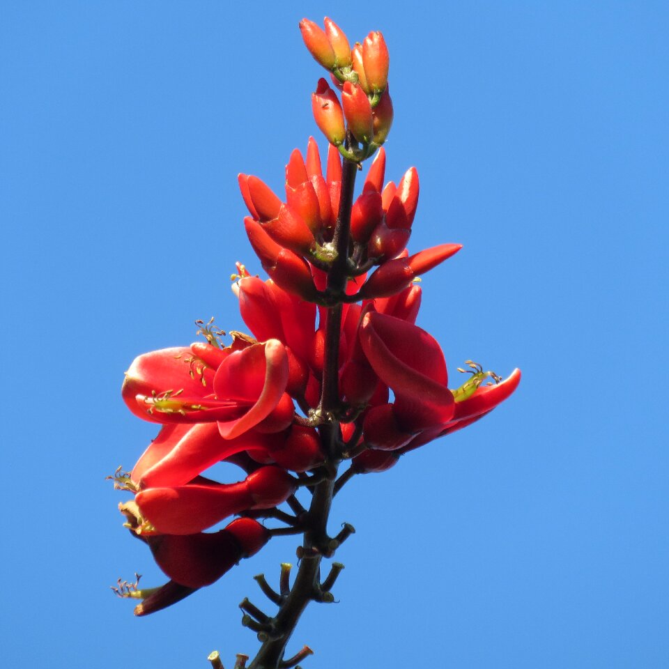 Sky nature floral