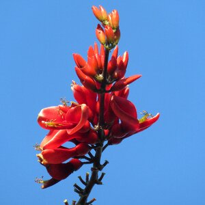 Sky nature floral photo