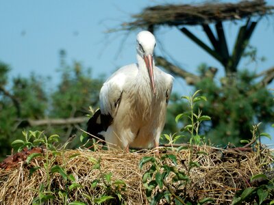 White stork large beak white