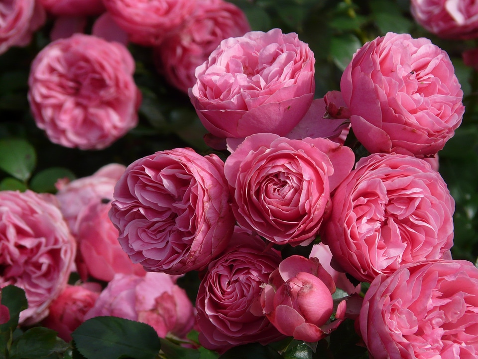 Roses floribunda pomponella