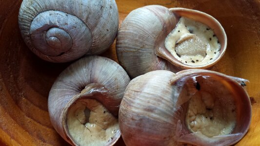 Escargots encapsulated nature conservation photo