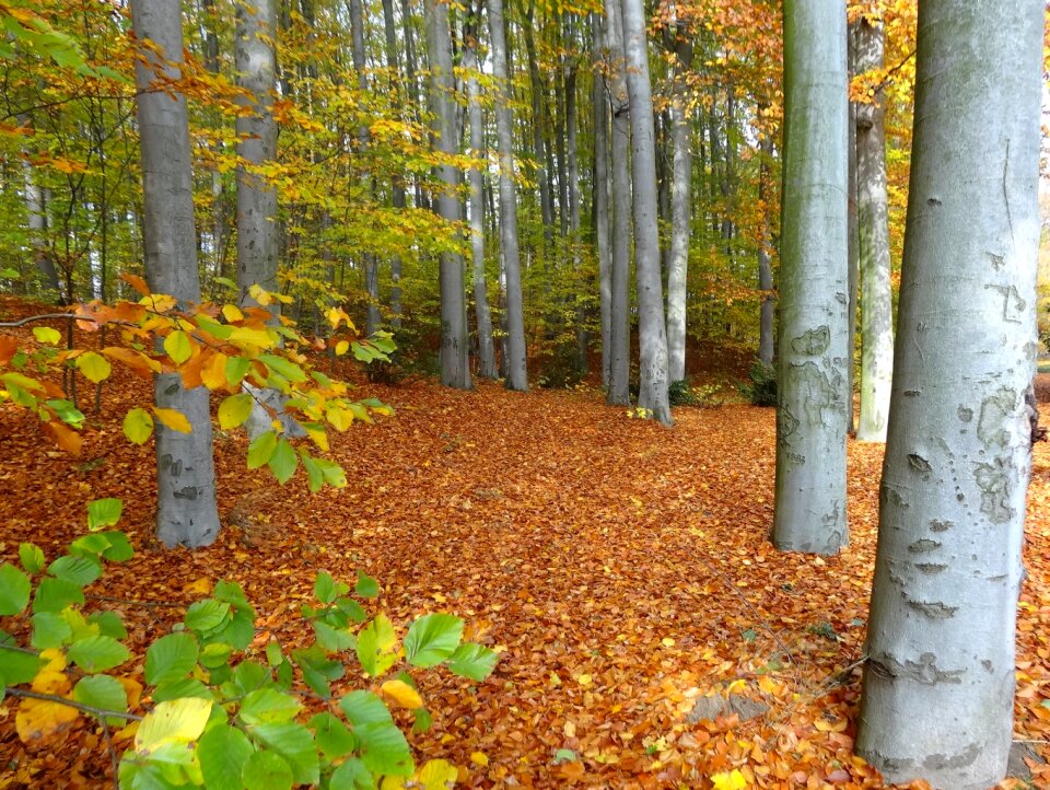 Autumn trees trunks