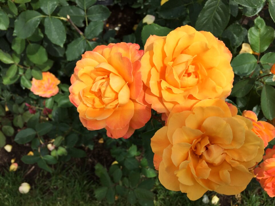 Floral nature love