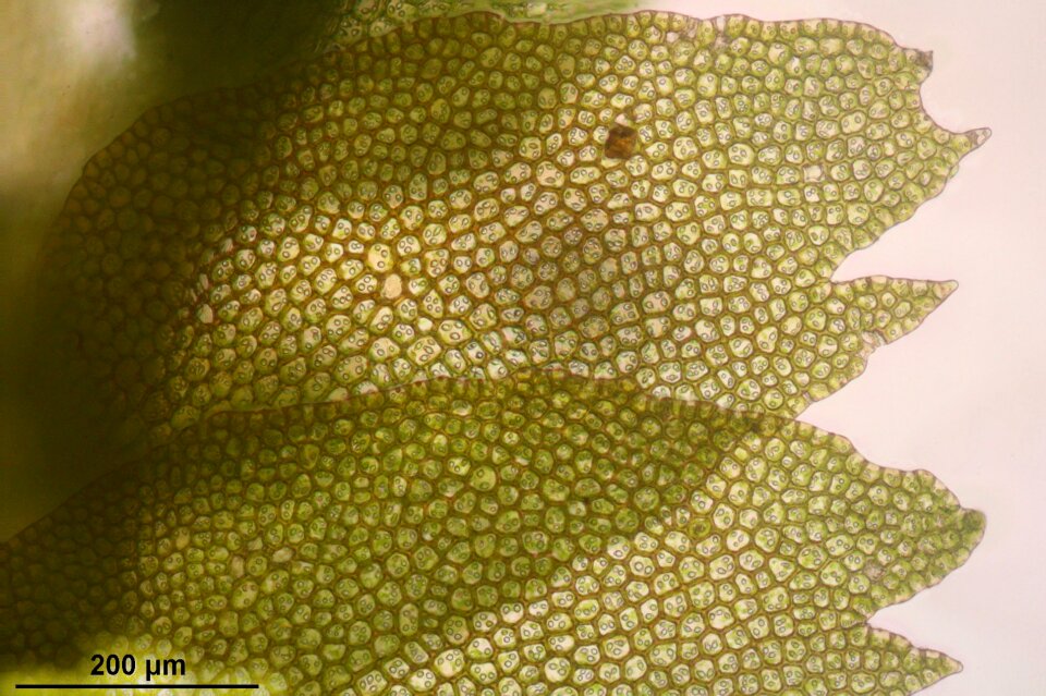 Biology macro science