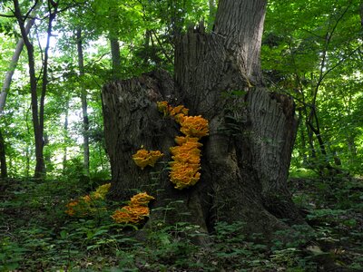 Orange trees forest photo