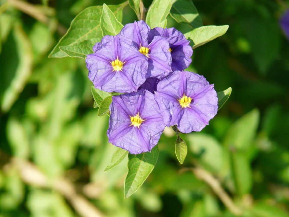 Ornamental plant plant gentian shrub