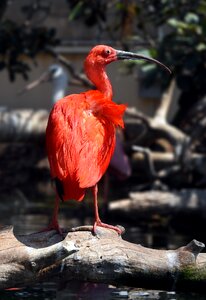 Valence animal beak