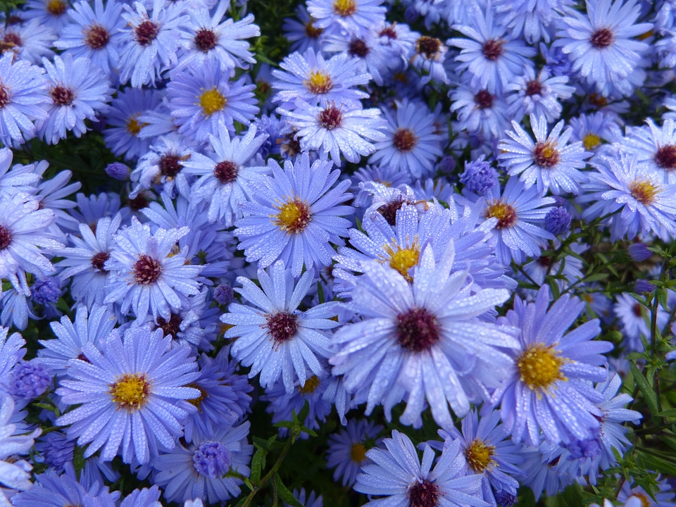 Forest plant aster