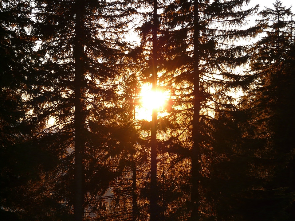 Backlighting tree trunks mood