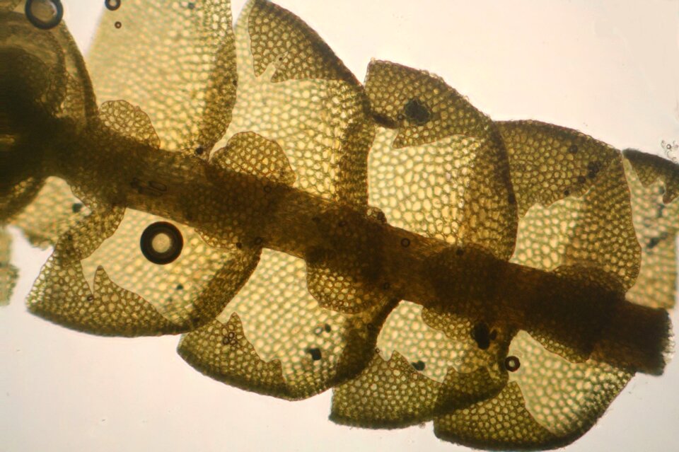 Biology macro science