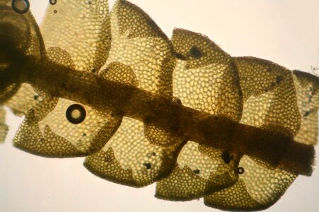 Biology macro science