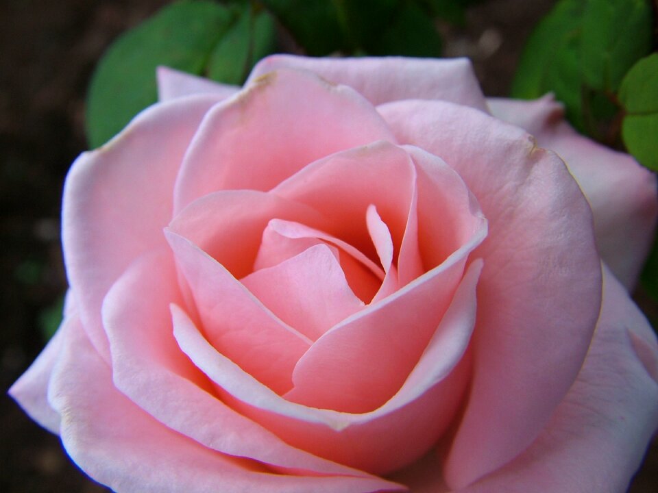 Flower rosa nature