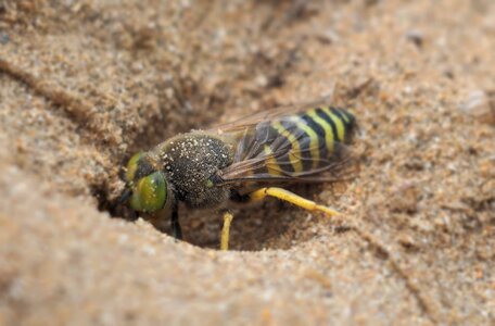Insect nature bee