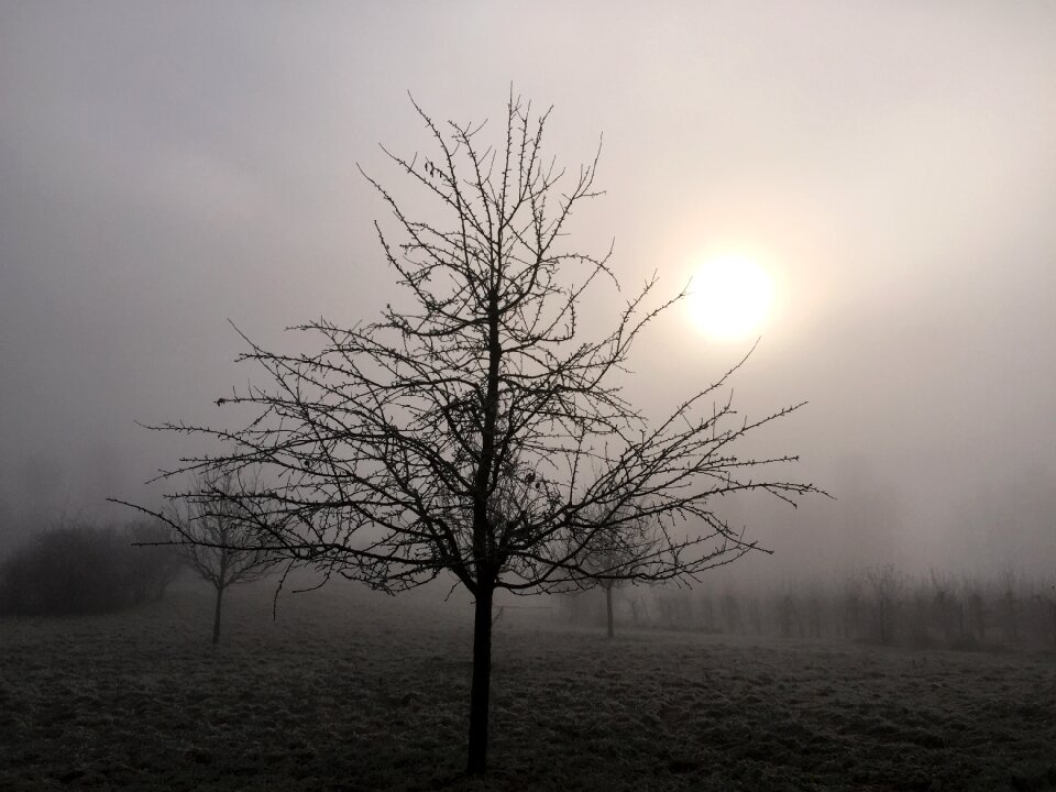 Winter fog nature photo