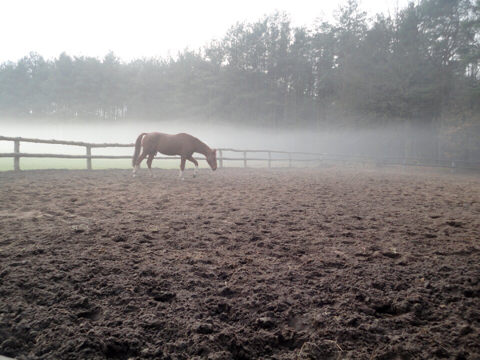 Animal ranch rural