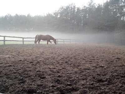 Animal ranch rural photo