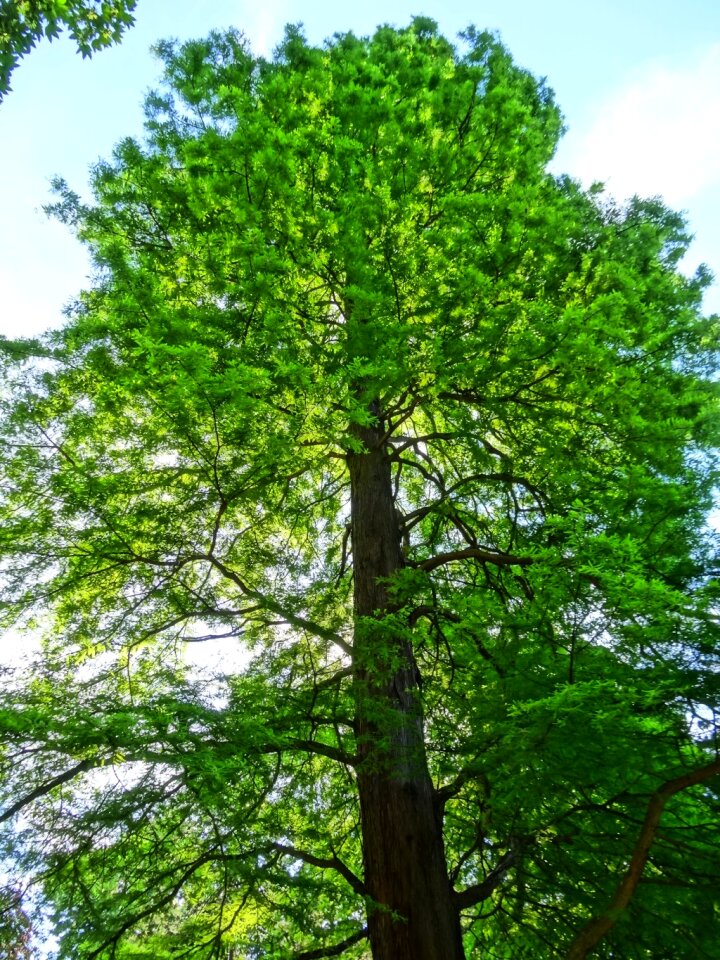 Nature growth foliage