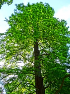 Nature growth foliage