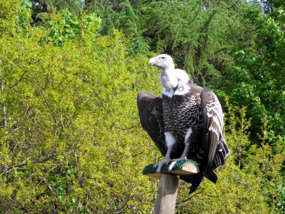 Wildlife scavenger