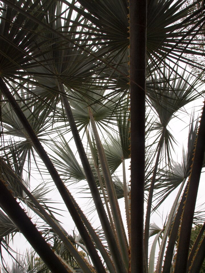 Tropical pattern ferns