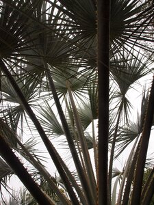 Tropical pattern ferns