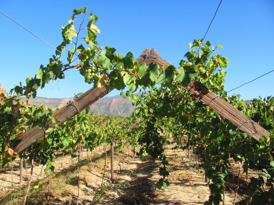 Nature south africa wine