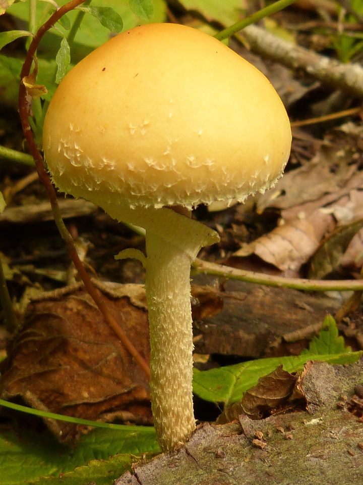 Forest nature yellow