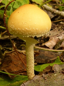 Forest nature yellow
